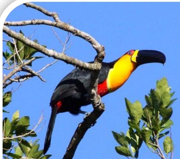 Tucano-de-bico-preto
