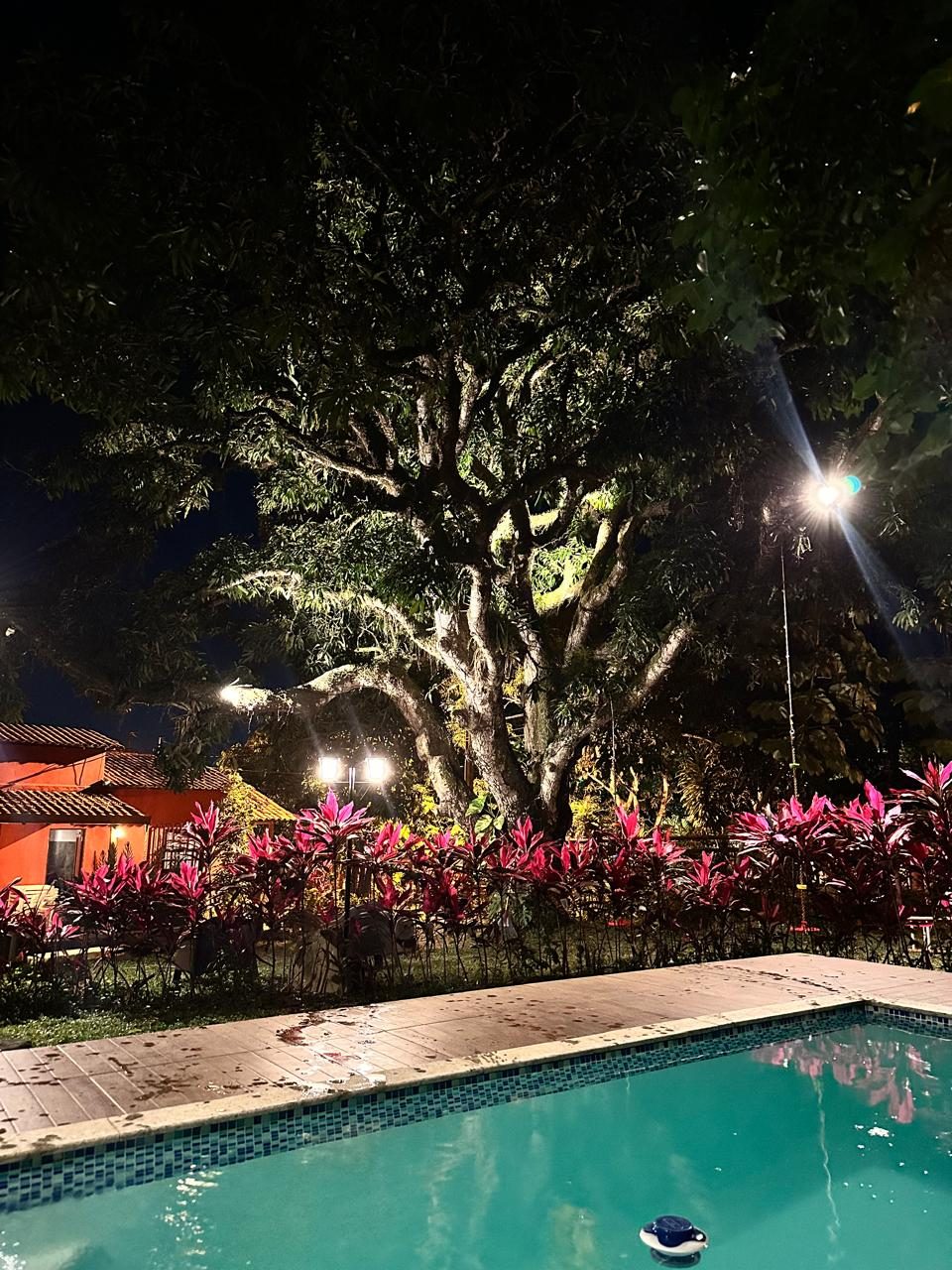 Jardim floresta iluminado à noite